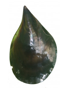 CONCHIGLIA PINNA NERA