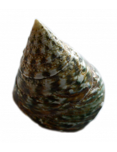 CONCHIGLIA TROCAS VERDE MEDIO