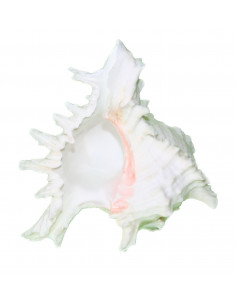 CONCHIGLIA MUREX RAMOSUS