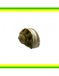 CONCHIGLIA TURBO PRICKLE VERDE STRIATO