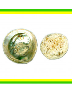 CONCHIGLIA HALIOTIS BIANCO MIDAE GREZZO