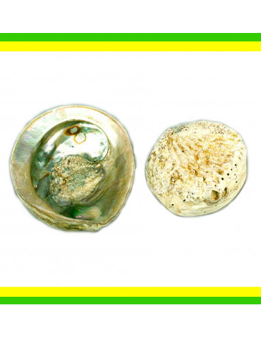 CONCHIGLIA HALIOTIS BIANCO MIDAE GREZZO