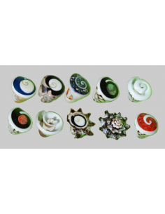 ANELLO CONCHIGLIA
