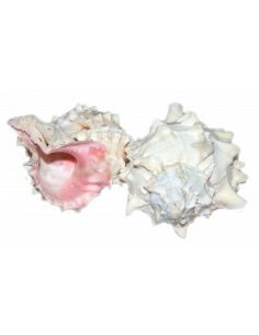 CONCHIGLIA MUREX BICOLOR 7/8